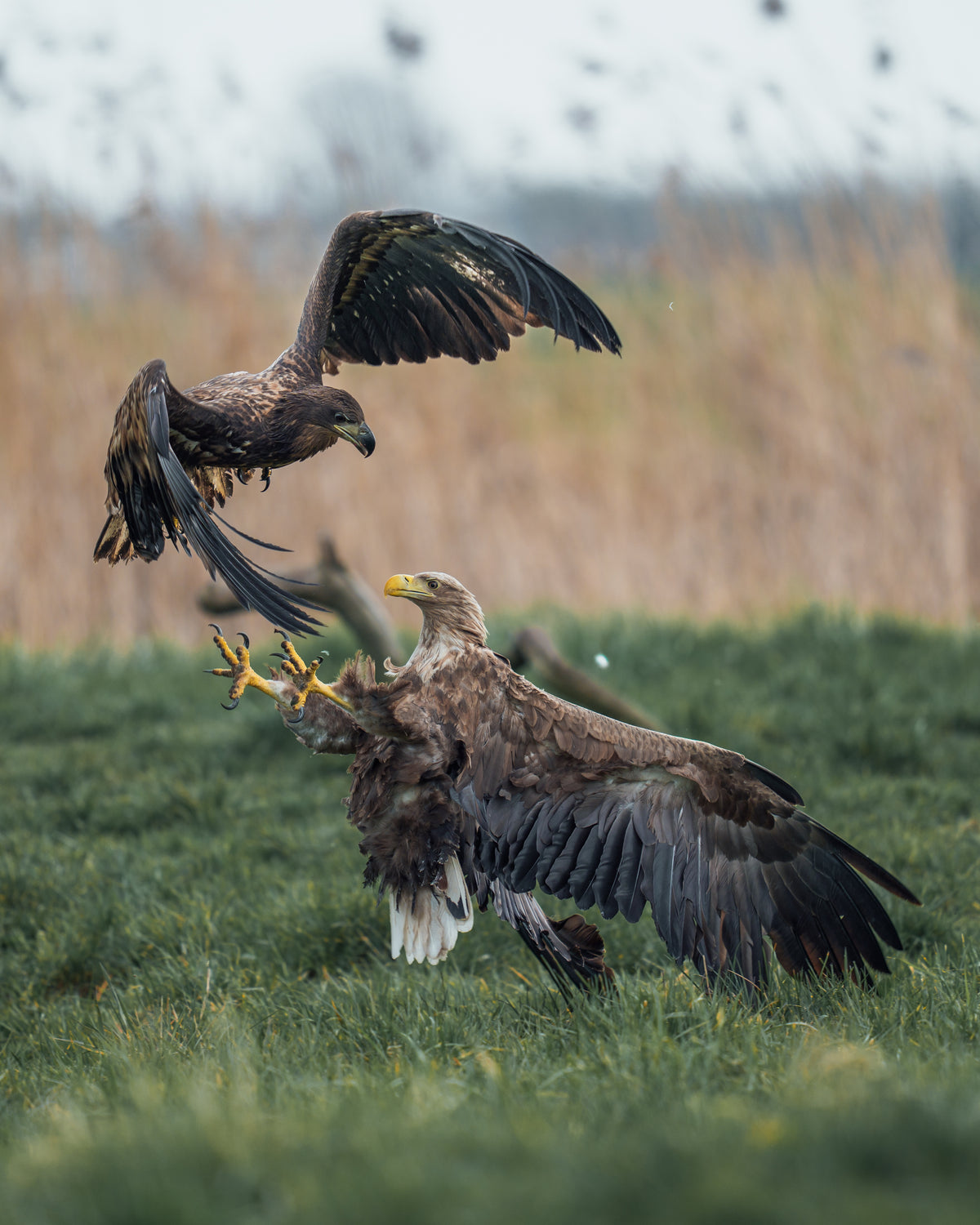 Sony A9III und die Seeadler Erfahrungsbericht