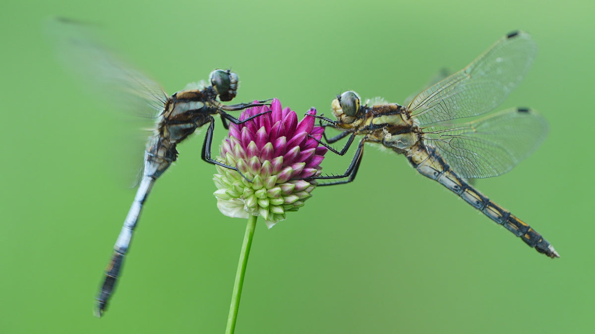 Sony SEL 70–200mm F4 G OSS II